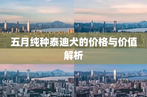 五月純種泰迪犬的價(jià)格與價(jià)值解析