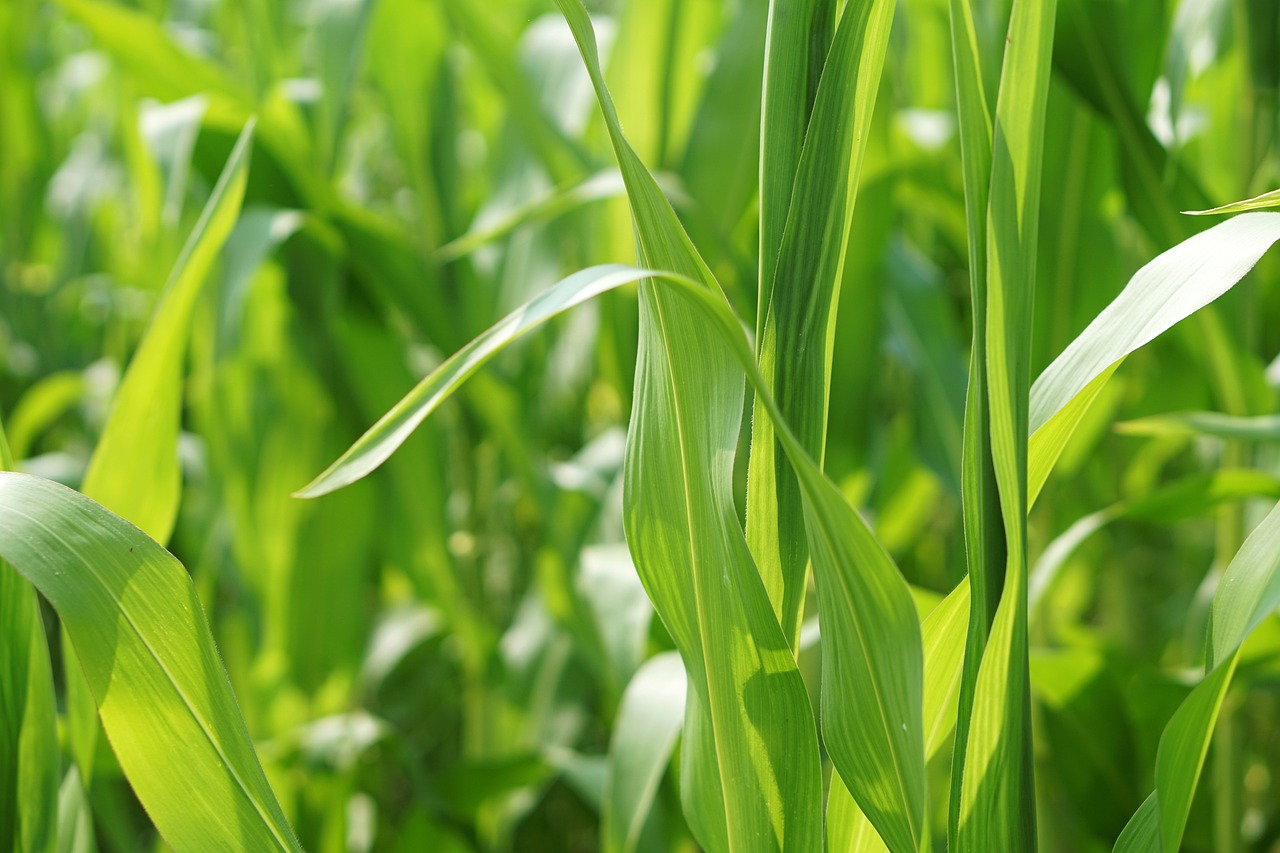 菜心價(jià)格行情深度分析