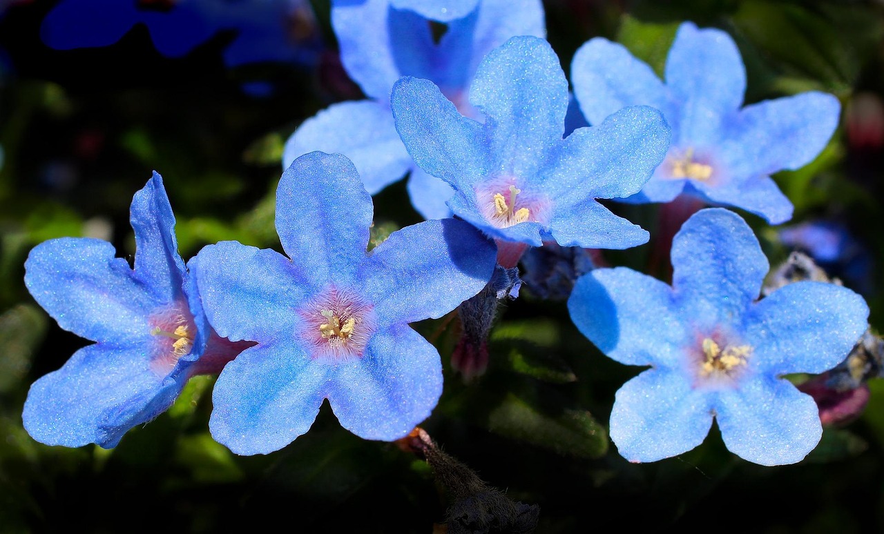 四月?lián)u滾狂花，電視劇免費觀看指南，狂花勁舞與搖滾之心的綻放